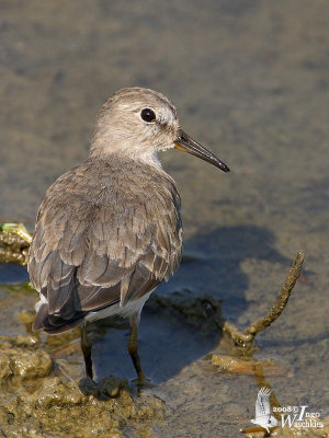 Temminck's Stint in non-breeding plumage