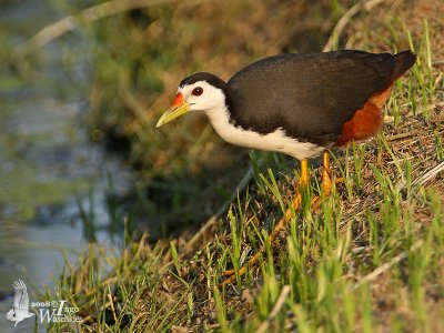 White-breasted Waterhen