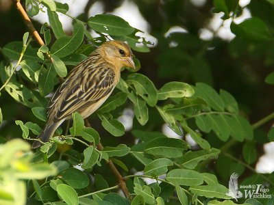 Baya Weaver