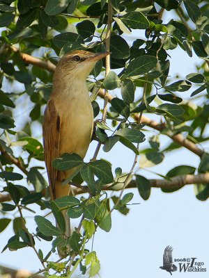 Oriental Reed Warbler (Acrocephalus orientalis)