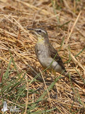 First Winter Yellow Wagtail