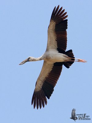 Asian Openbill