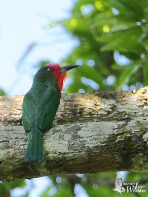 Red-bearded Bee-eater