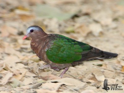 Common Emerald Dove