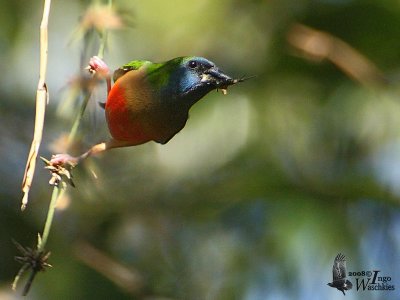 Male Pin-tailed Parrotfinch