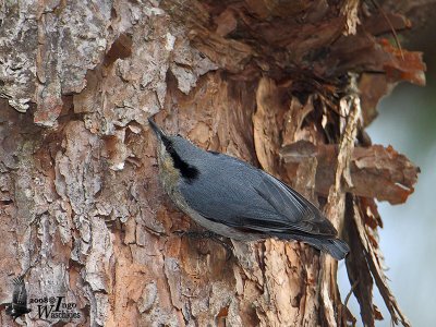 Chestnut-vented Nuthatch