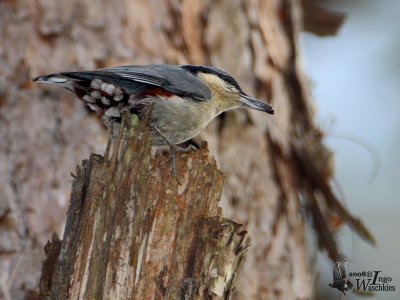 Chestnut-vented Nuthatch