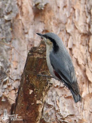 Chestnut-vented Nuthatch