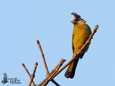Crested Finchbill (Spizixos canifrons)