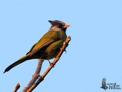 Crested Finchbill