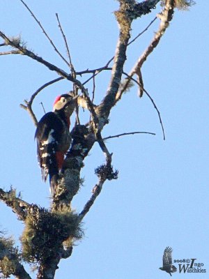 Crimson-breasted Woodpecker (Dendrocopos cathpharius)