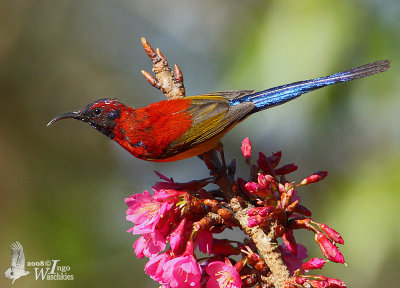 Male Mrs. Gould's Sunbird