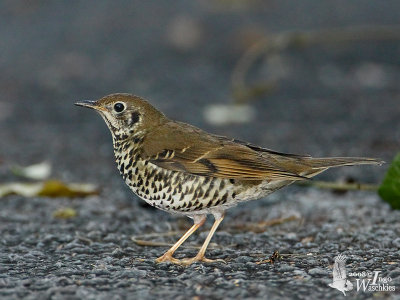 Long-tailed Thrush (with flash)