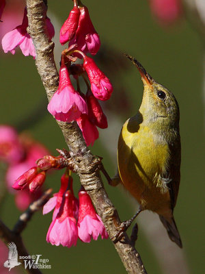 Female Mrs. Goulds Sunbird