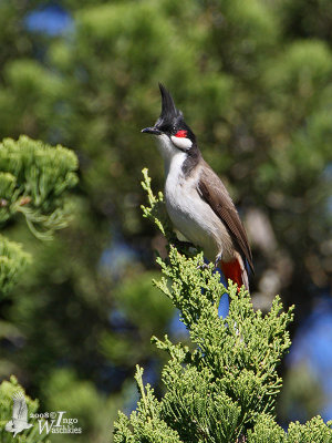 Red-whiskered Bulbul (Pycnonotus jocosus)