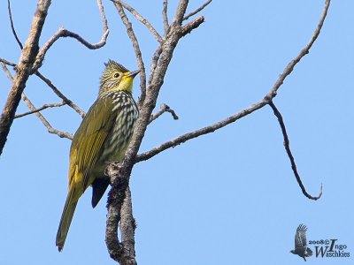 Striated Bulbul