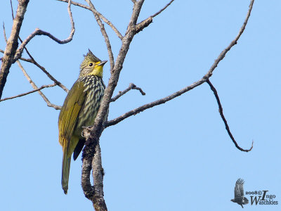 Striated Bulbul