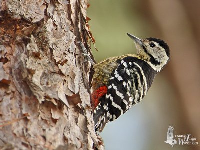 Stripe-breasted Woodpecker (Dendrocopos atratus)