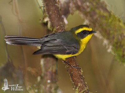 Yellow-bellied Fantail (Chelidorhynx hypoxantha)