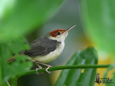 Rufous-tailed Tailorbird (Orthotomus sericeus)
