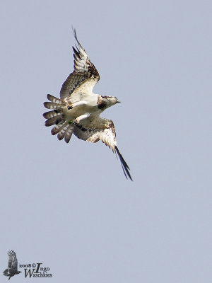 Western Osprey (ssp. haliaetus)