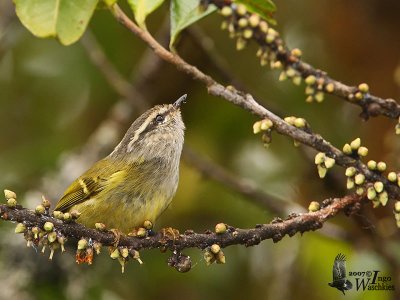 Adult Ashy-throated Warbler (<em>maculipennis</em>)