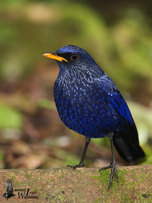 Adult Blue Whistling Thrush (ssp. <em>eugenei</em>)