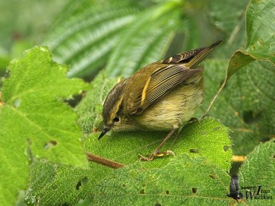 Adult Buff-barred Warbler (ssp. pulcher)