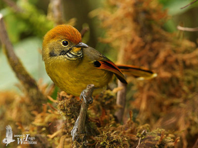 Adult Bar-throated Minla (ssp. castanicauda)