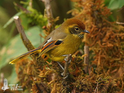 Adult Bar-throated Minla (ssp. castanicauda)