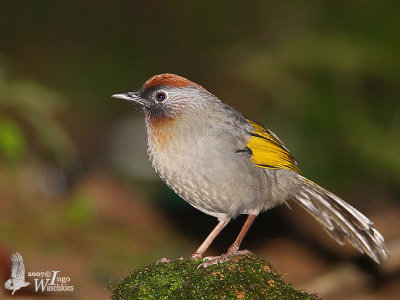Adult Silver-eared Laughingthrush (ssp. schistaceum)