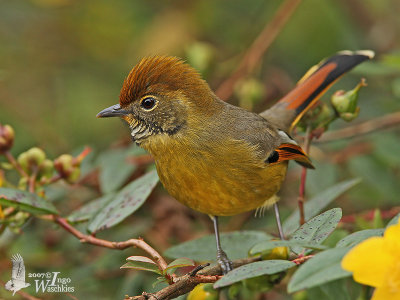 Adult Bar-throated Minla (ssp. castanicauda)