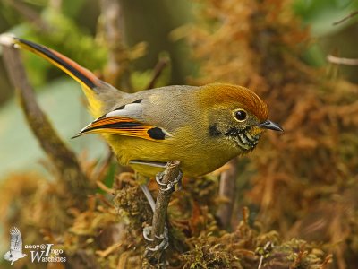 Adult Bar-throated Minla (ssp. castanicauda)