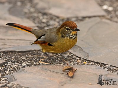 Adult Bar-throated Minla (ssp. castanicauda)