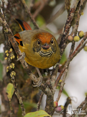 Adult Bar-throated Minla (ssp. castanicauda)