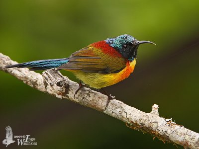 Adult male Green-tailed Sunbird (ssp. angkanensis)