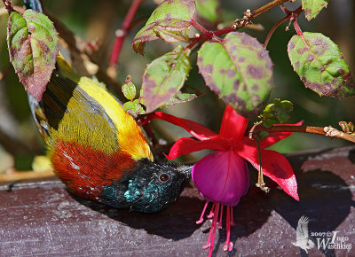 Adult male Green-tailed Sunbird (ssp. angkanensis)
