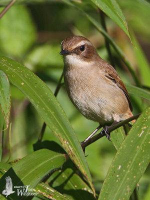 Adult female Grey Bush Chat