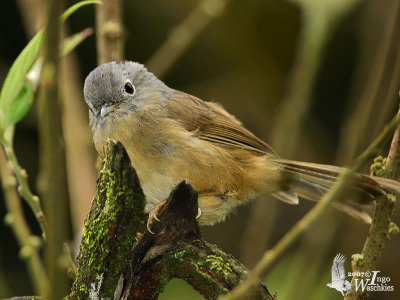 Adult Yunnan Fulvetta (ssp. fratercula)