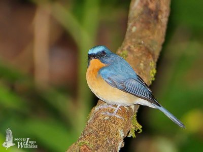 Adult male Hill Blue Flycatcher (ssp. whitei)