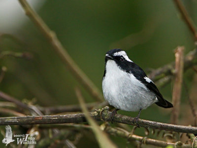 Adult male Little Pied Flycatcher (ssp. australorientis)