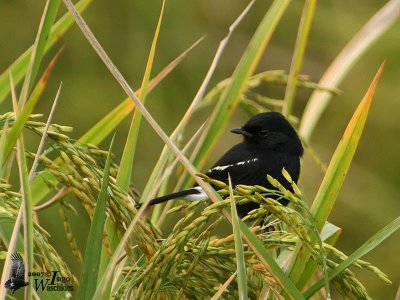 Pied Bush Chat (Saxicola caprata)