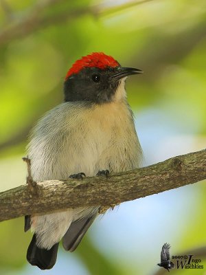 Adult male Scarlet-backed Flowerpecker (ssp. cruentatum)