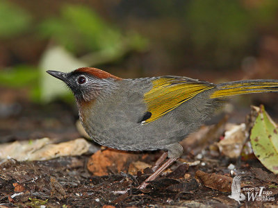 Adult Silver-eared Laughingthrush (ssp. schistaceum)
