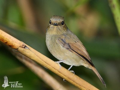 Adult female Small Niltava (ssp. signata)