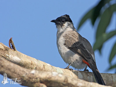 Sooty-headed Bulbul (Pycnonotus aurigaster)