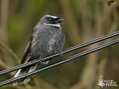 Adult White-throated Fantail (ssp. celsa)