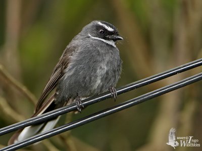Adult White-throated Fantail (ssp. celsa)