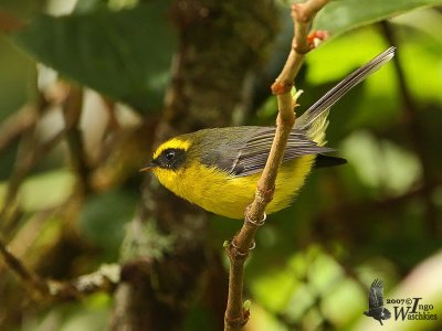 Adult Yellow-bellied Fantail