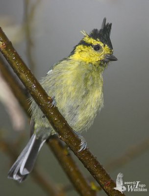 Adult female Yellow-cheeked Tit (ssp. subviridis)